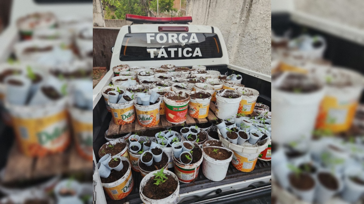 Plantação de maconha é localizada no bairro Muçumagro e mudas são apreendidas Plantação de maconha é localizada no bairro Muçumagro e mudas são apreendidas