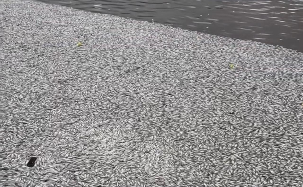 Açude Velho amanhece tomado por milhares de peixes mortos