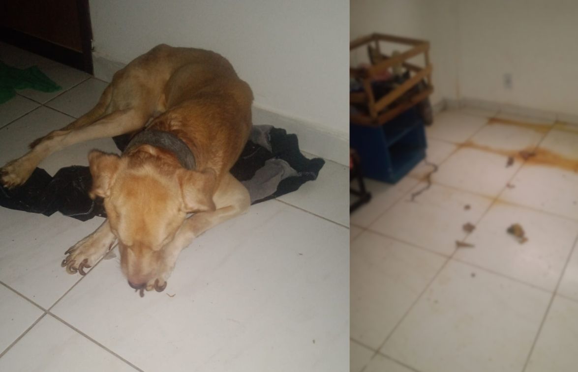 Mulher é presa por abandonar cachorro dentro de apartamento em CG Mulher é presa por abandonar cachorro dentro de apartamento em CG