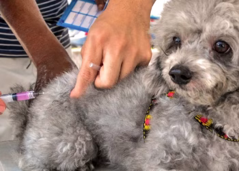 Mutirão de vacina contra raiva para cães e gatos ocorrerá neste sábado em João Pessoa