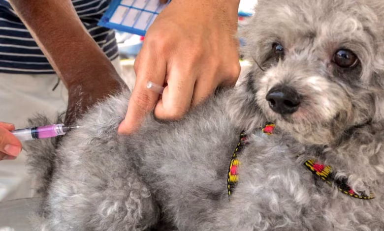 Mutirão de vacina contra raiva para cães e gatos ocorrerá neste sábado em João Pessoa